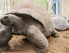 Broasca țestoasă de 194 de ani dezvăluie secretul longevității